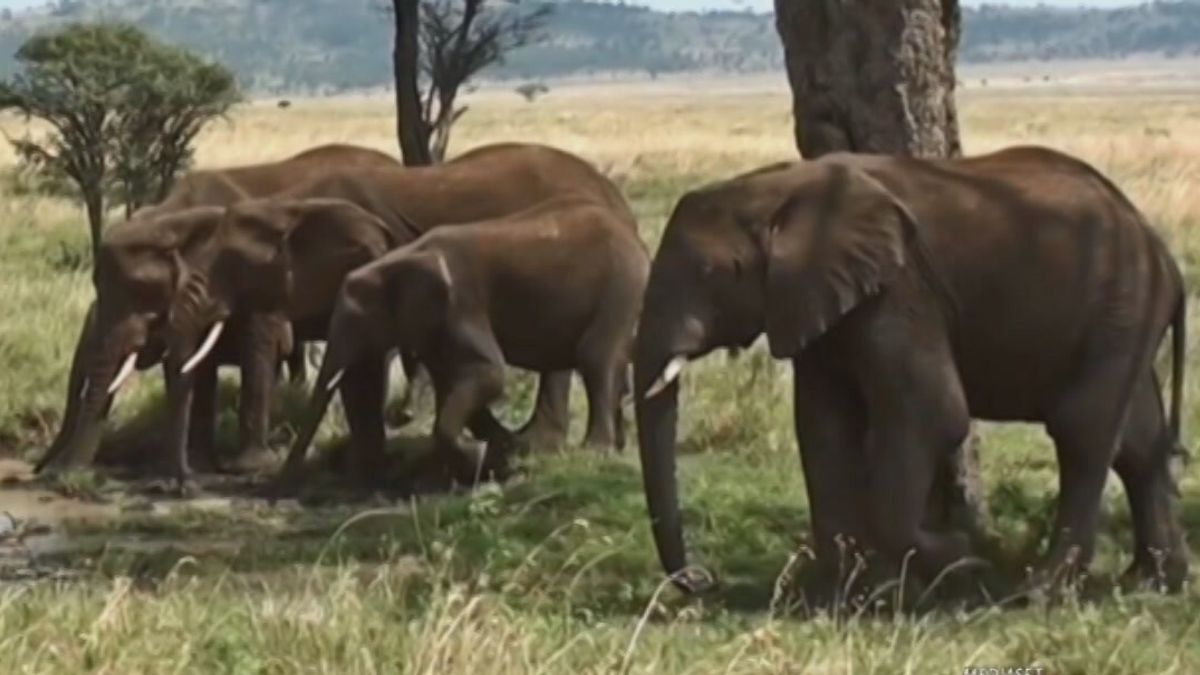 Aumentano gli attacchi degli elefanti nello Sri Lanka: nel 2019 sono morte per questo motivo 121 persone © Tgcom24