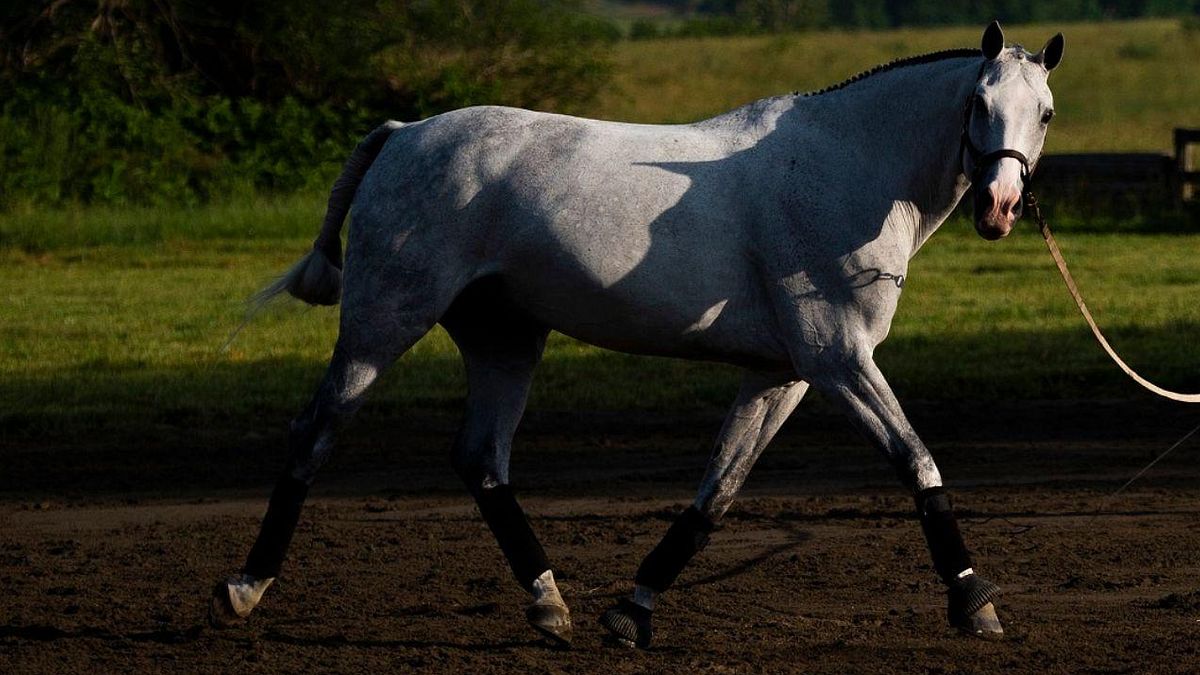  Cavallo  © -afp