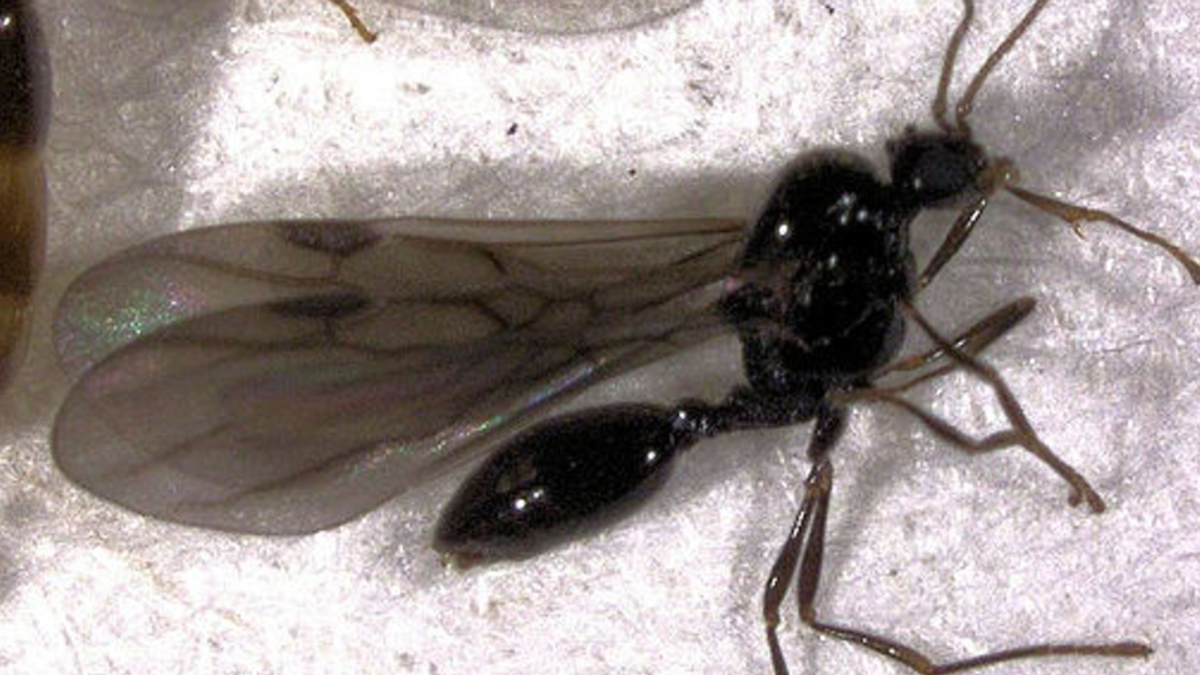  Formica alata 