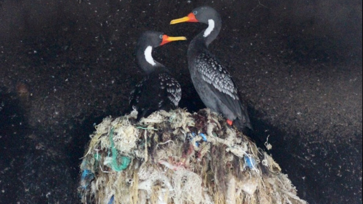 Cormorani in Cile © The Marine Fauna and Whale-Watching Center