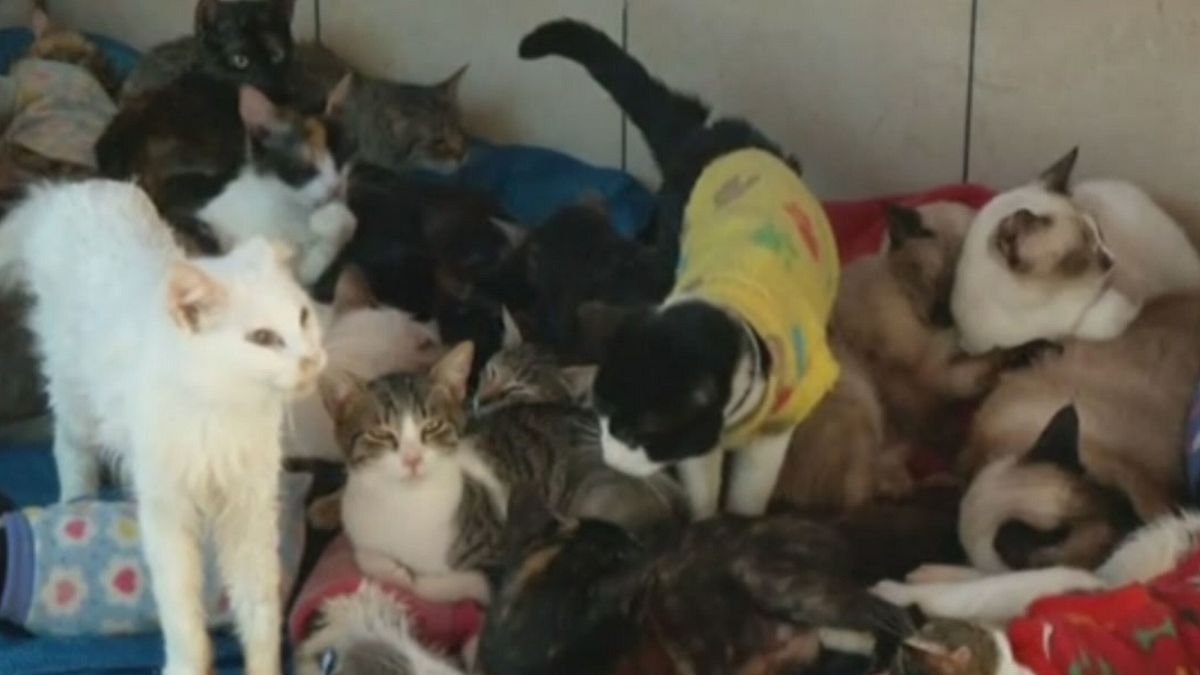 Canada: il santuario dei gatti malati 