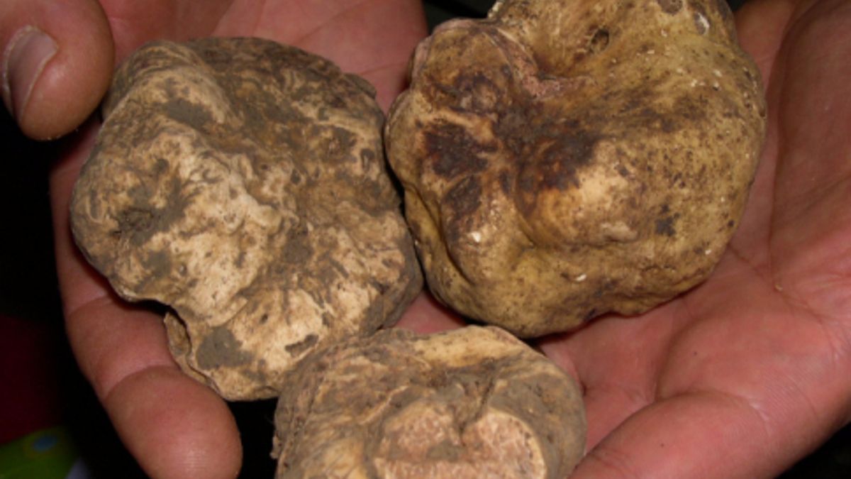 
      Il tartufo bianco d'Istria
    © ufficio-stampa