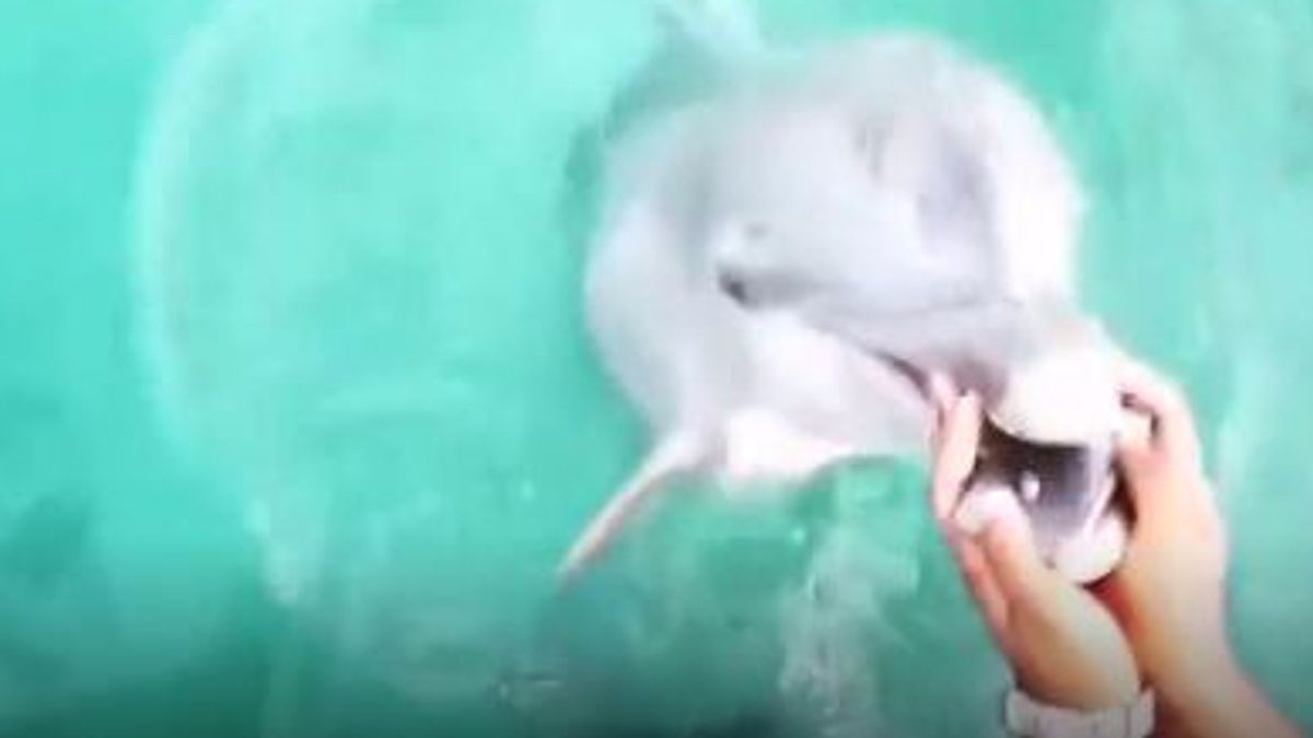 
    © da-video