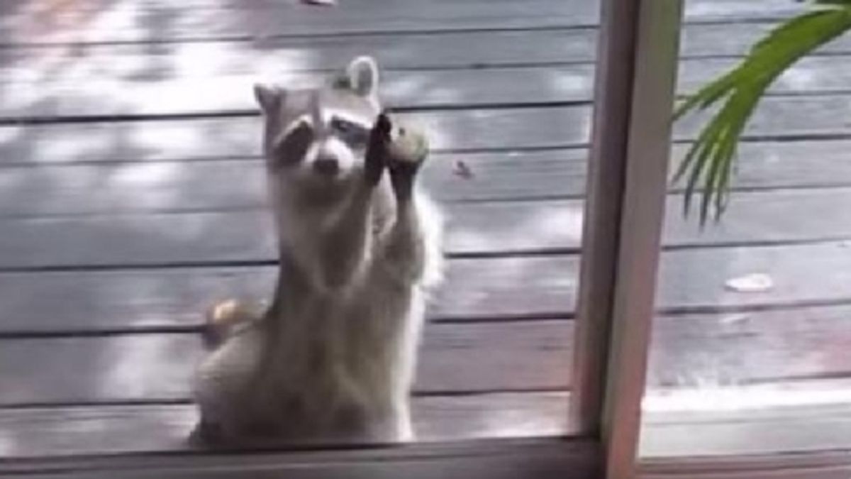 
    © da-video