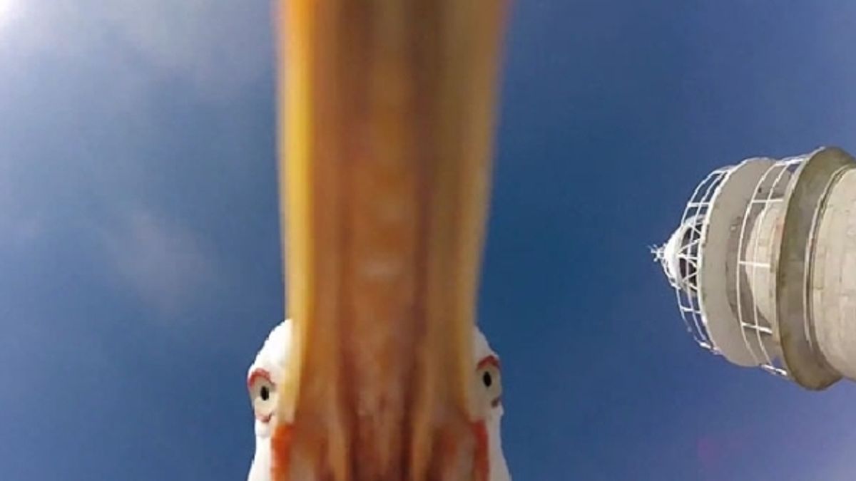 
    © da-video