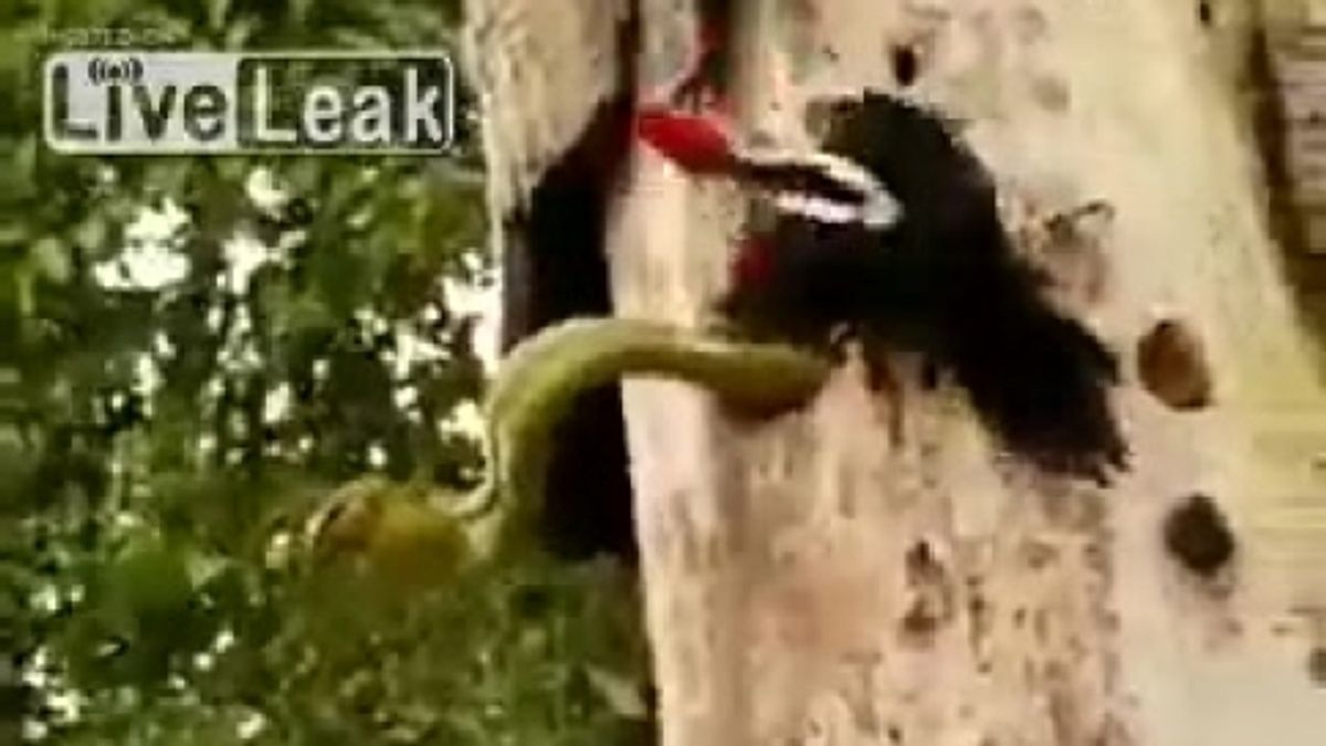  © da-video