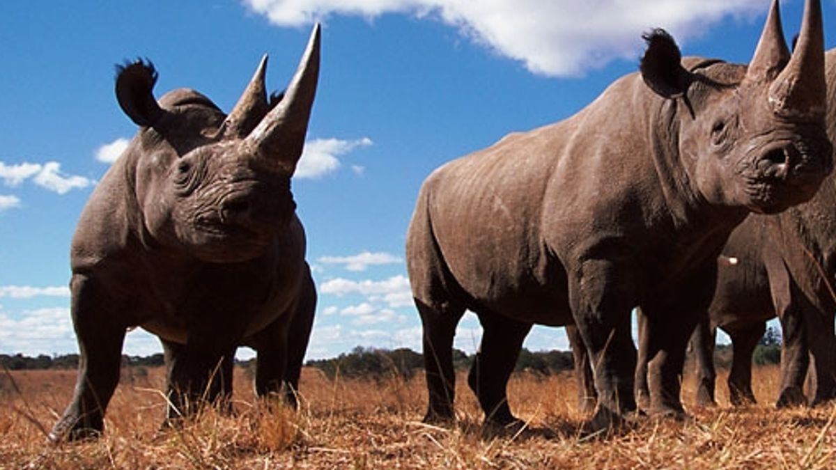  © Wwf