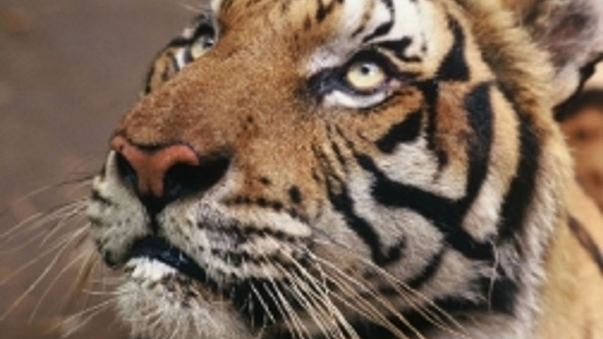  © Wwf
