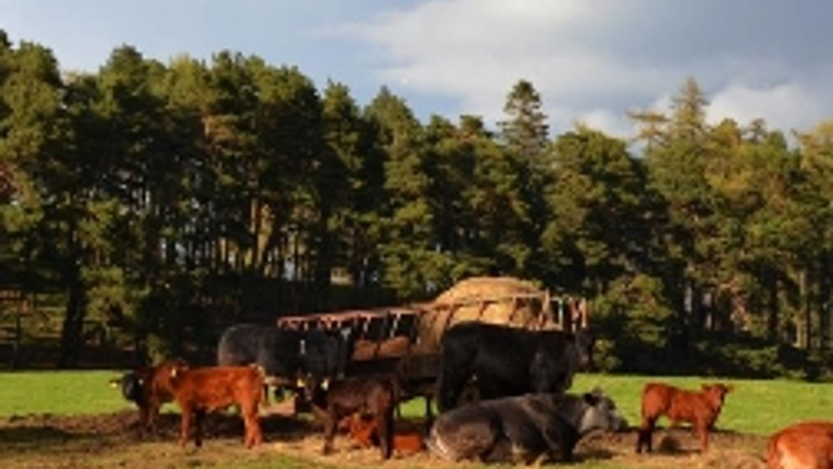 In Scozia gli animali godono di pascoli immacolati e sempre verdi per questo la carne di angus è squisita (ph. Bergamin) © Tgcom24