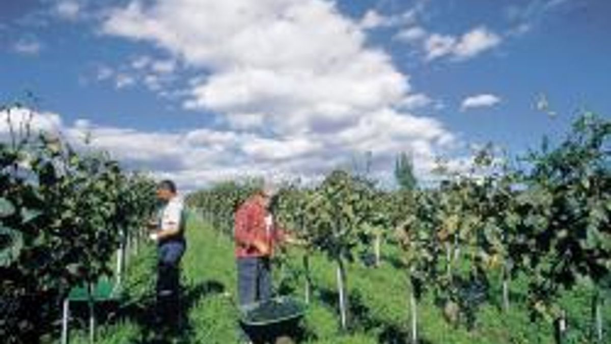 Burgenland Tourismus - Rudolph Blaim  © Ente del Turismo