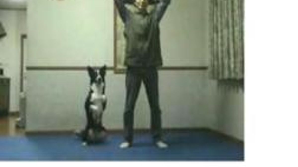  © Da video