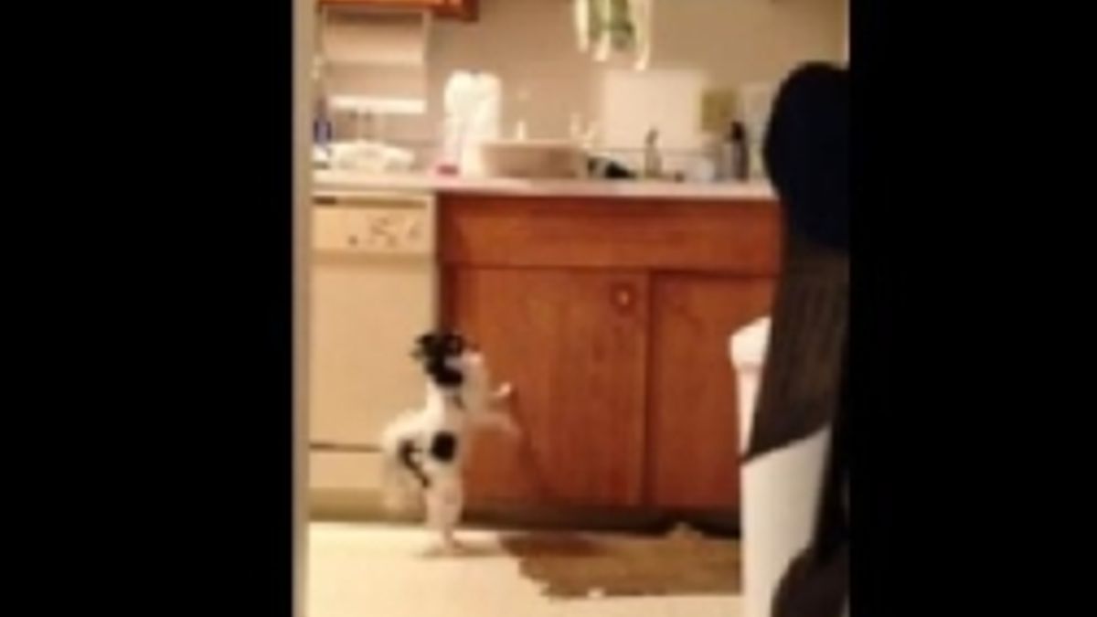  © Da video
