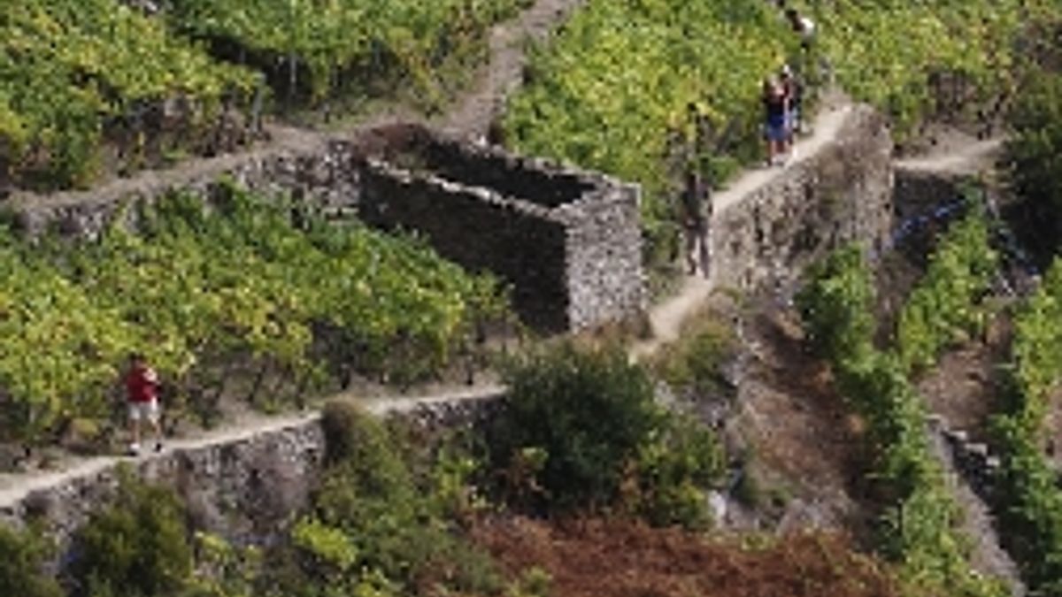 Terrazzamenti a vigna nelle Cinque Terre  © Ufficio stampa