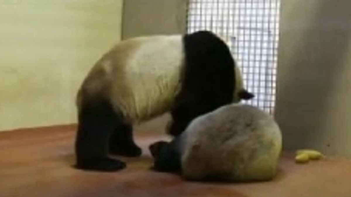  © Da video