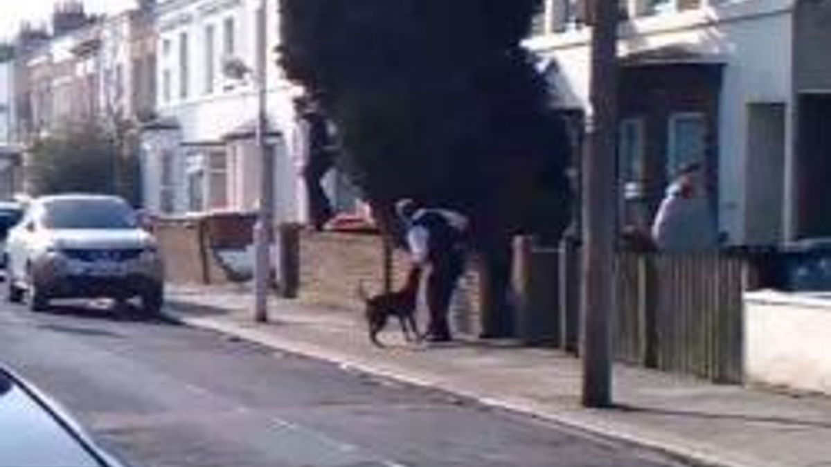  © Da video
