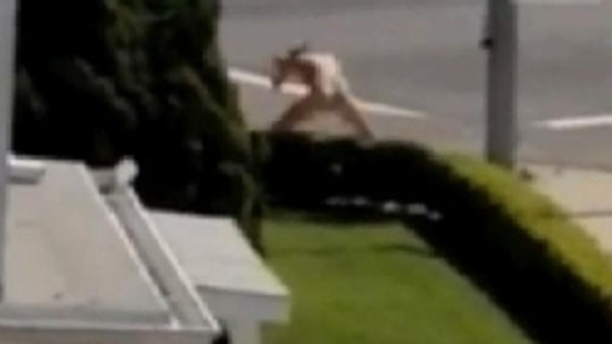  © Da video