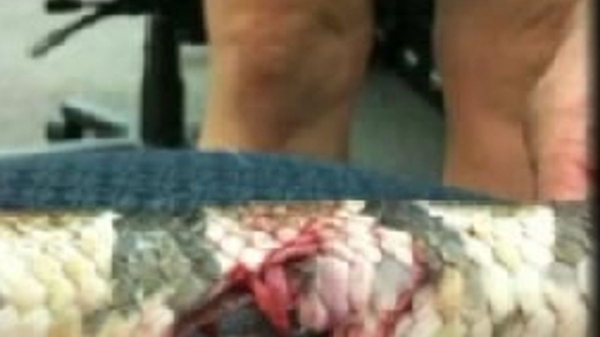  © Da video