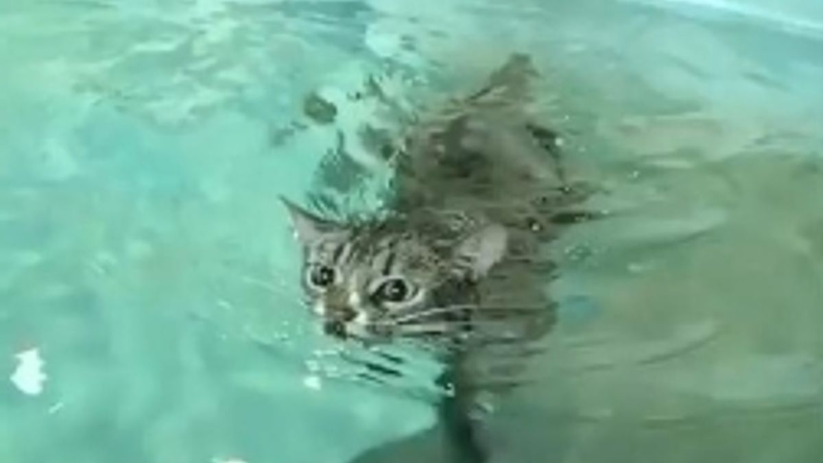  © Da video