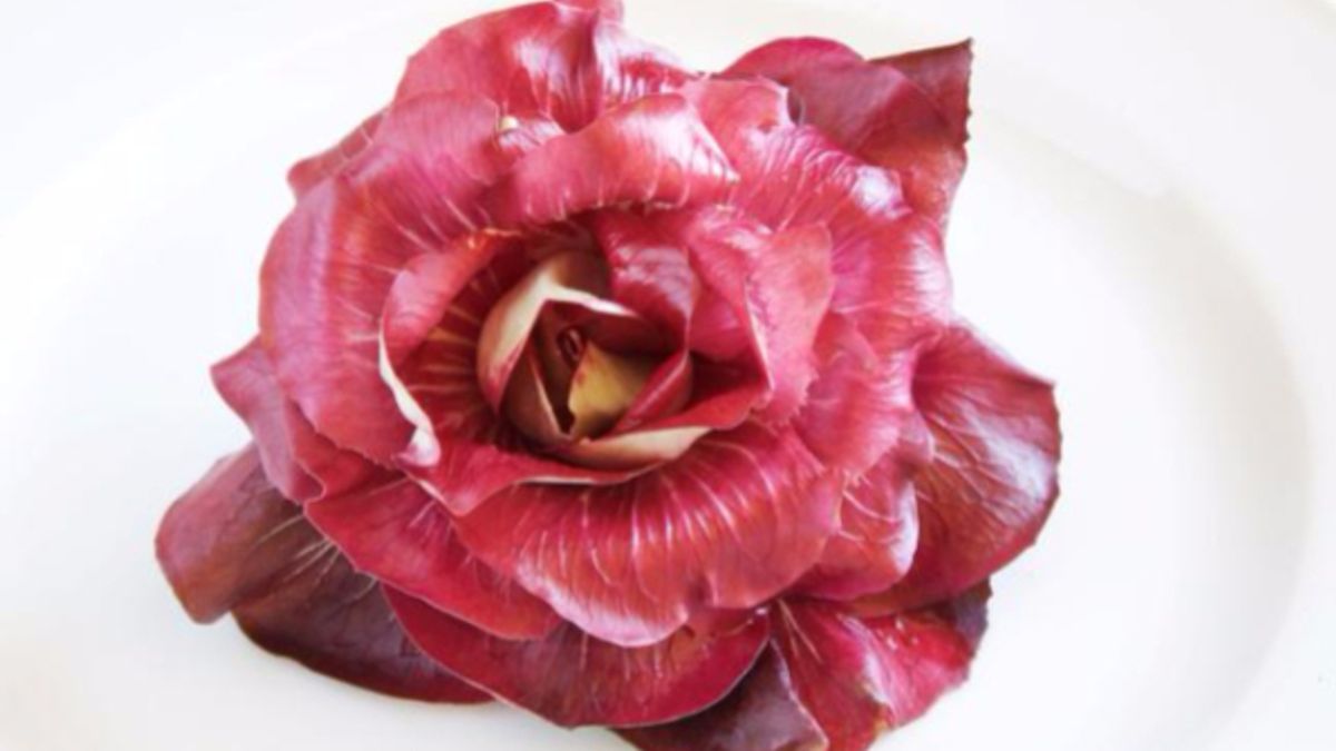 
      Una prelibatezza esclusivamente goriziana, il radicchio Rosa di Gorizia
    © ufficio-stampa