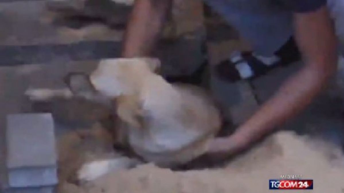 
    © da-video