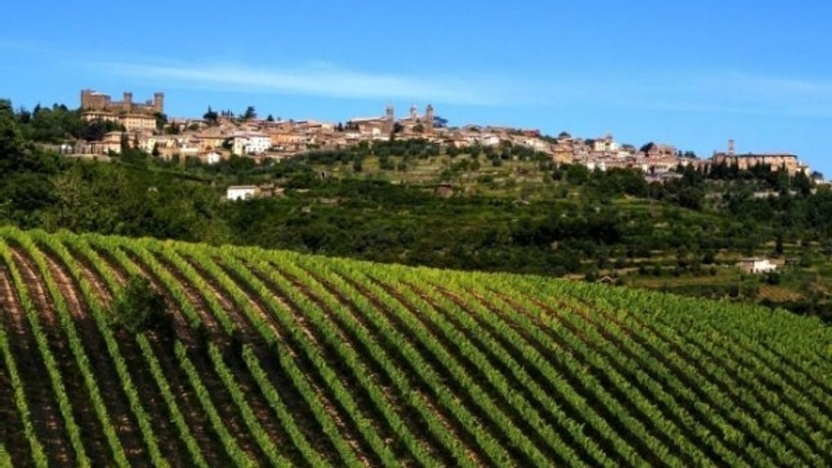 
      Montalcino, panoramica dalle vigne
    © ufficio-stampa