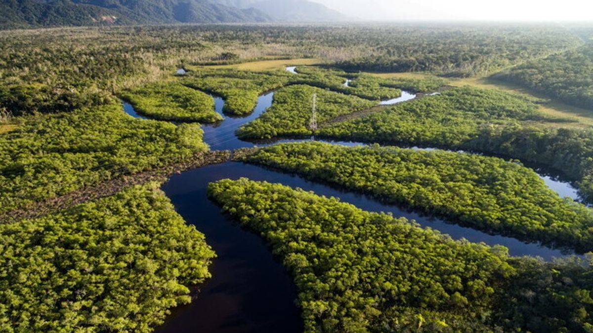  Rio delle Amazzoni © Istockphoto