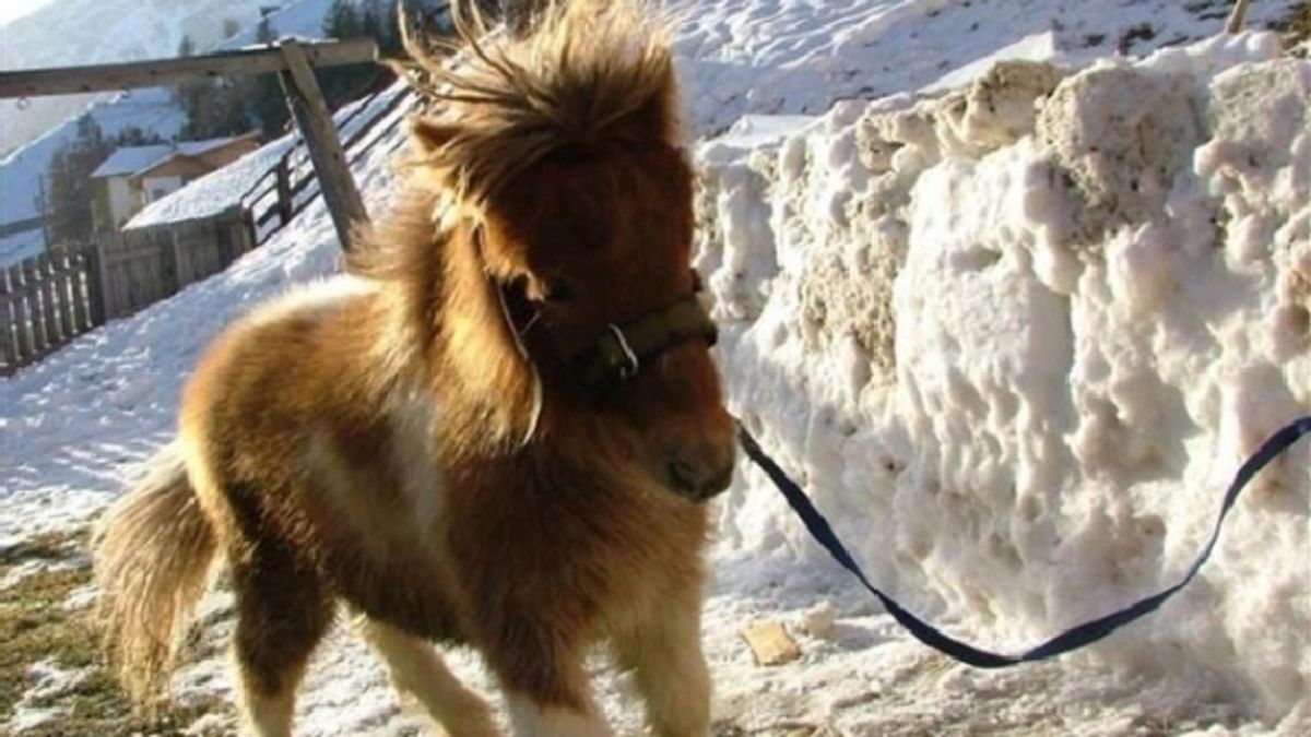 
      Per giocare con questo grazioso baby pony si deve andareal maso Niederhof a Martello 
    © ufficio-stampa