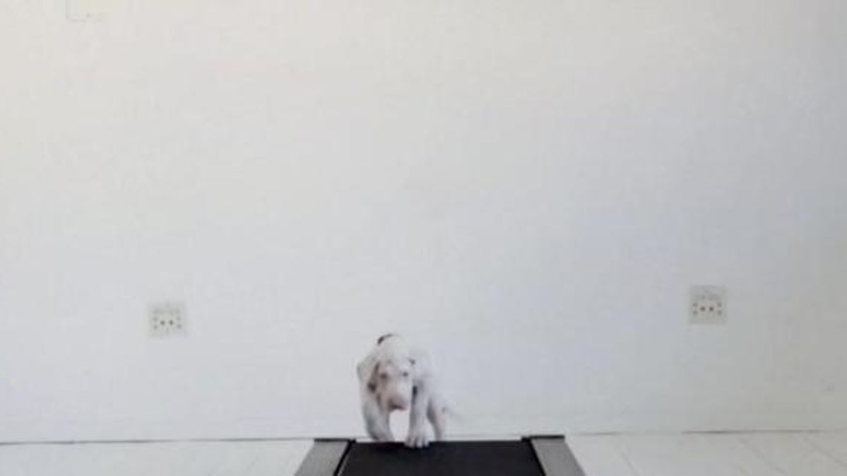 
    © da-video