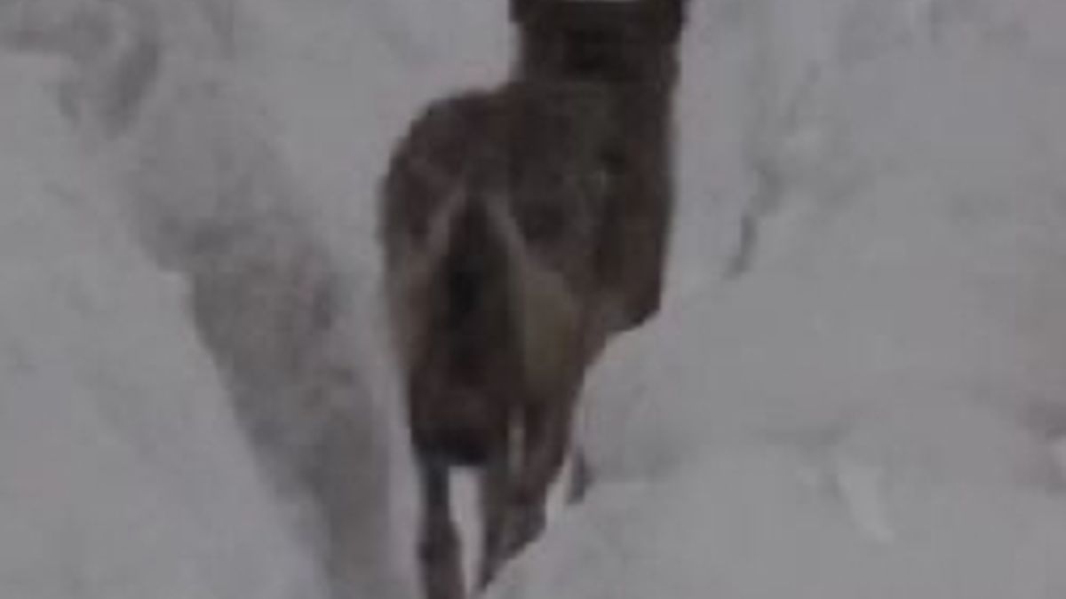  © Da video