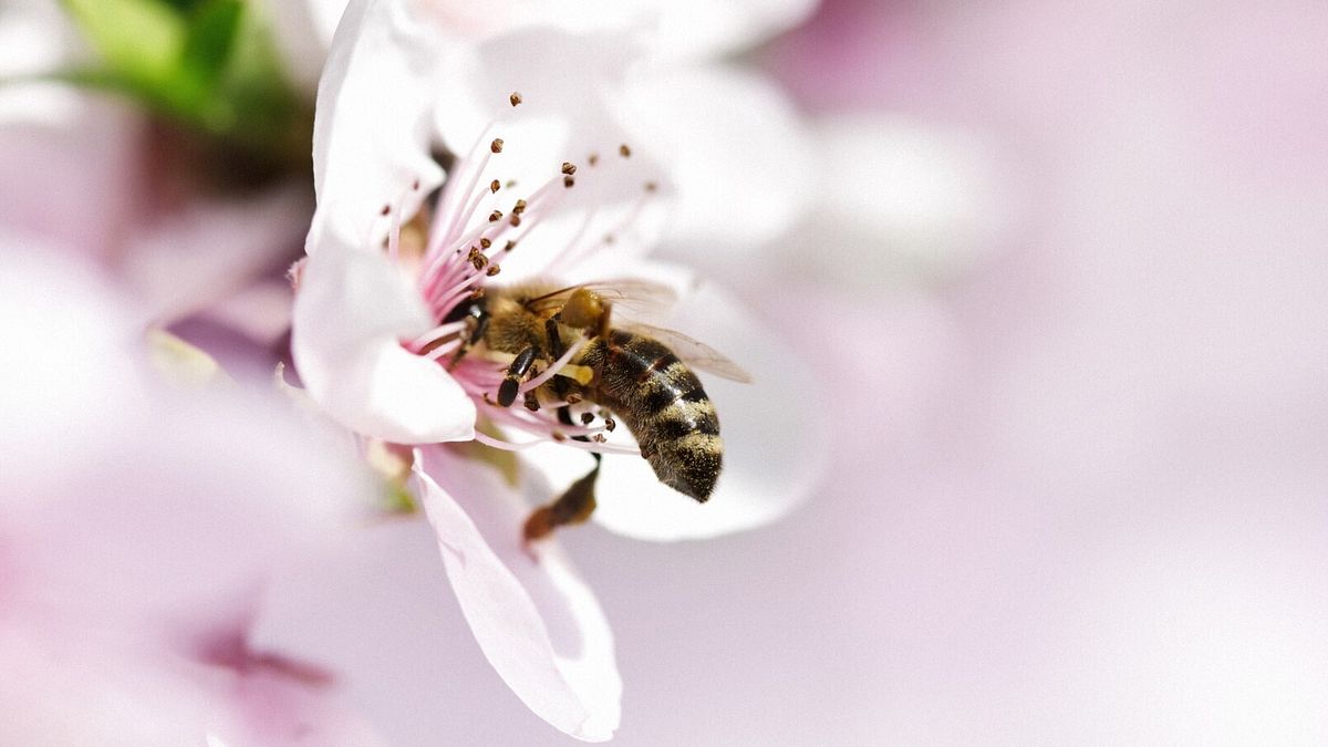 Le api sono instancabili impollinatrici © Istockphoto