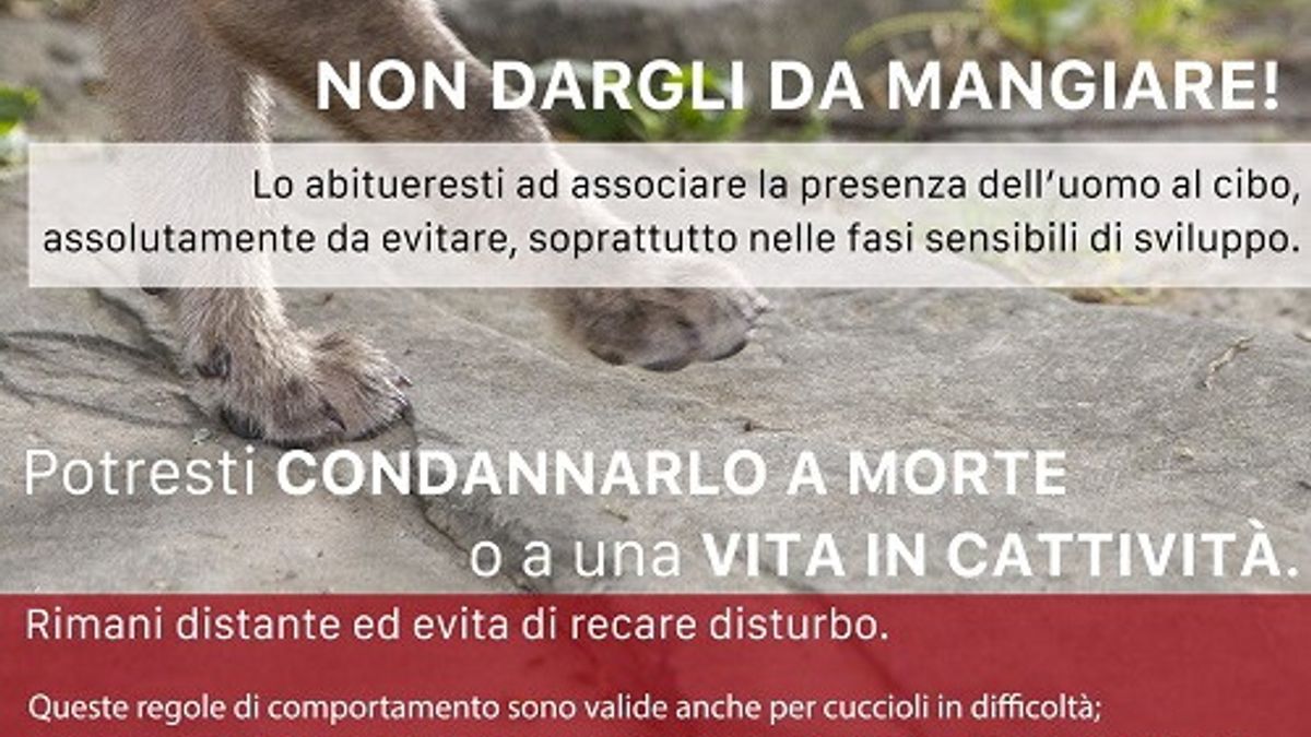  © Wolf Apennine Center