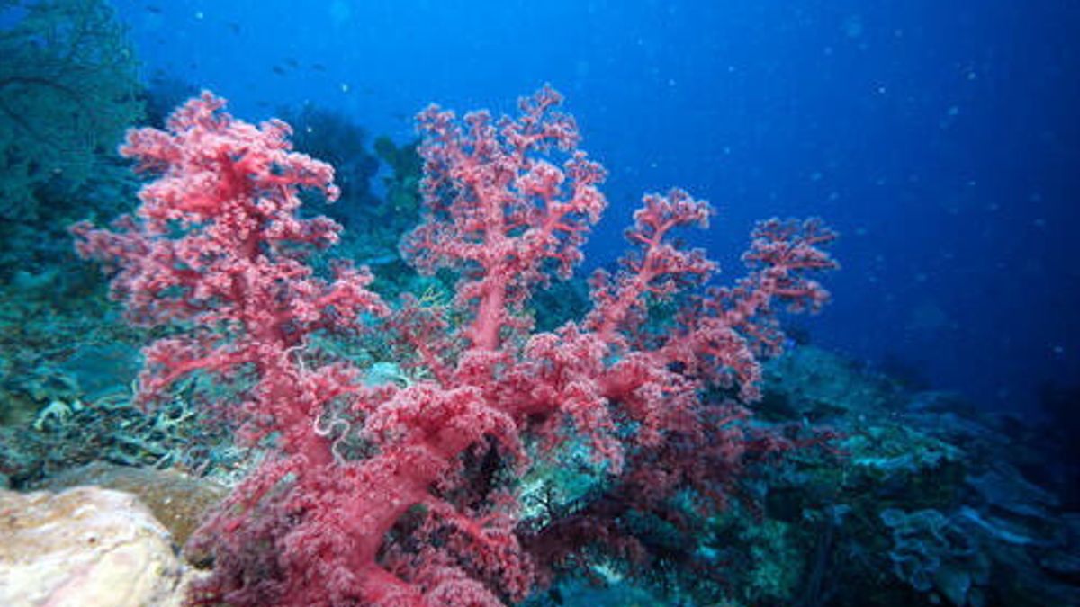 La grande barriera corallina d'Australia con i suoi 2300 Km è la più estesa sulla terra e ospita più di 1500 specie di pesci diverse © Unesco