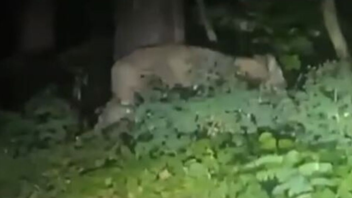  © Da video
