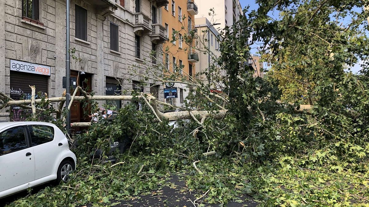 Maltempo a Milano, la devastazione in viale Argonne  © IPA