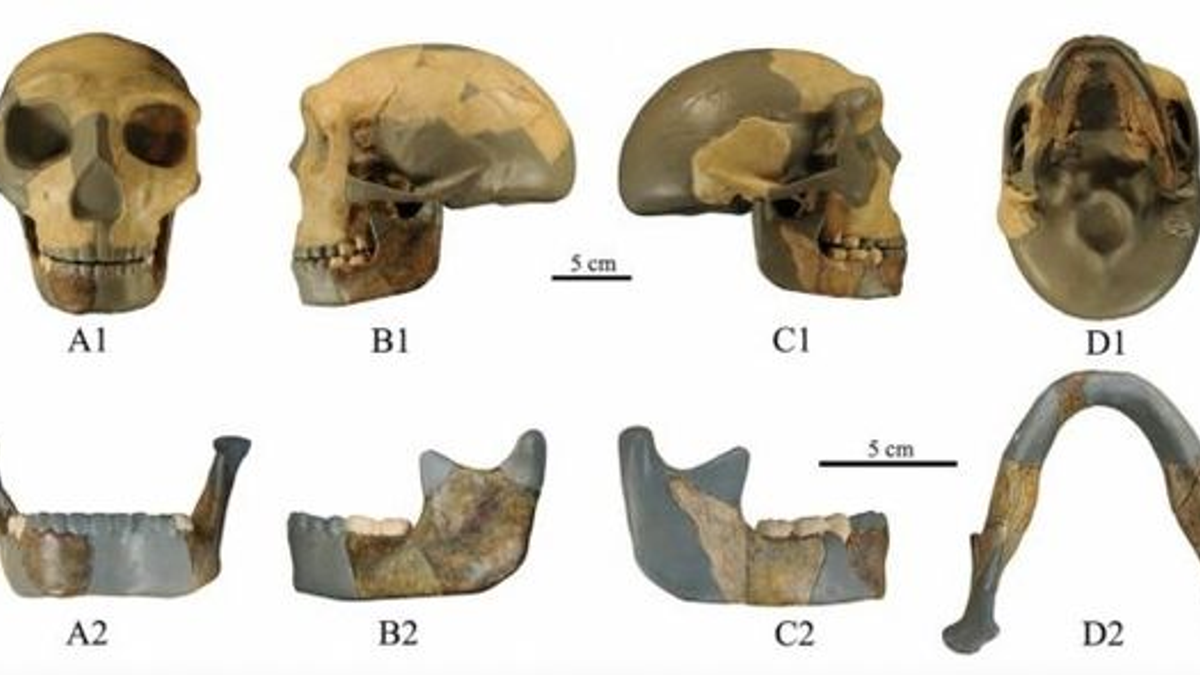  © Journal of Human Evolution