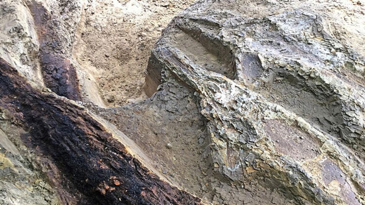 Un pesce in mezzo ai resti fossili di alberi (Foto concessa dall'Università di Berkeley) © dal-web