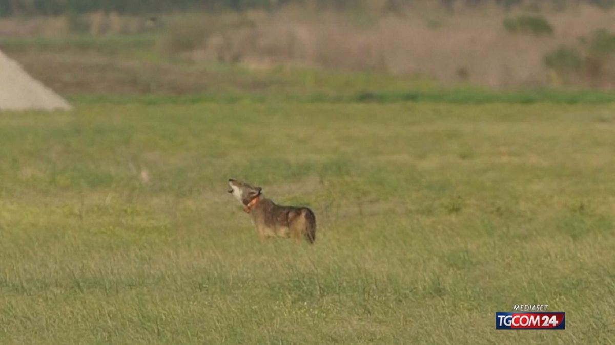 12.00 LUPI , STRETTA UE SRV © Da video