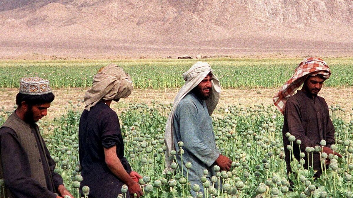 Contadini afghani in un campo di oppio © Ansa