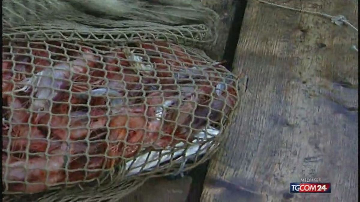 Confini marittimi e gamberi, la Francia si scusa © Tgcom24