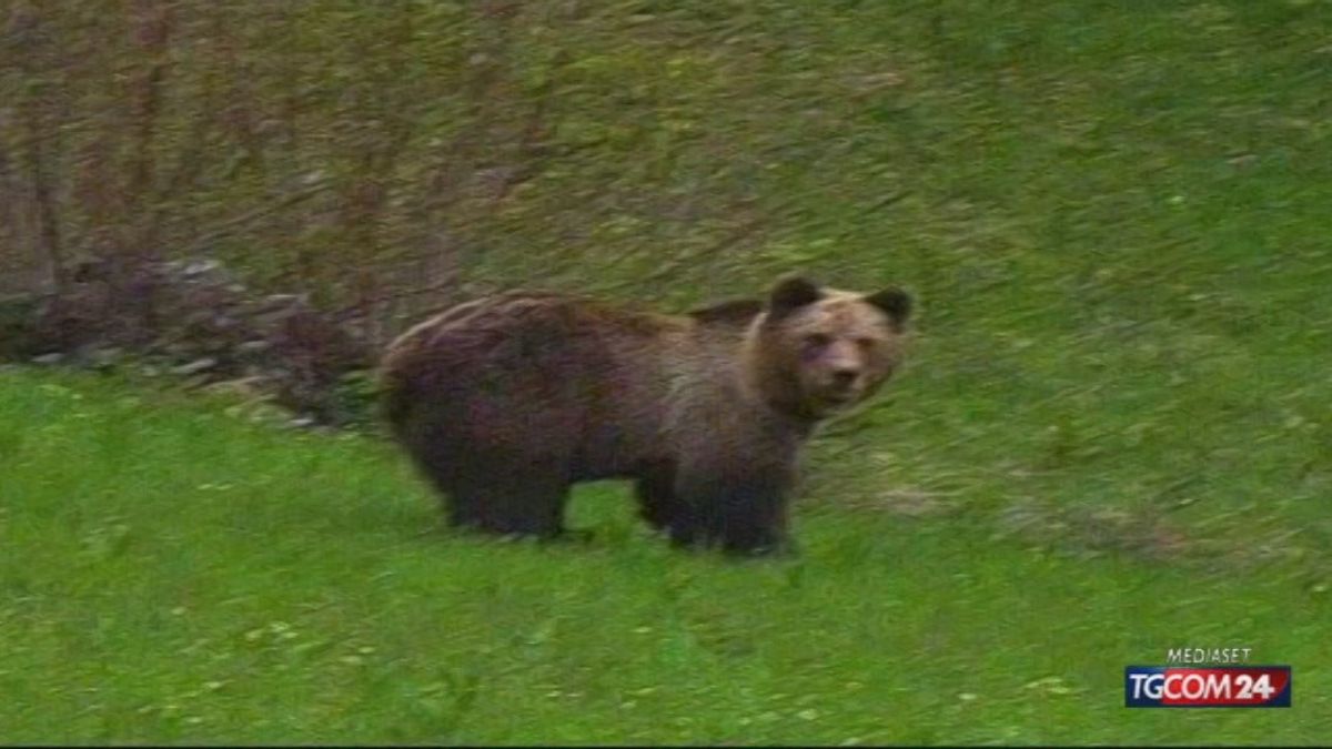 Trentino, abbattuta l'orsa Kj2: protestano gli animalisti © Tgcom24