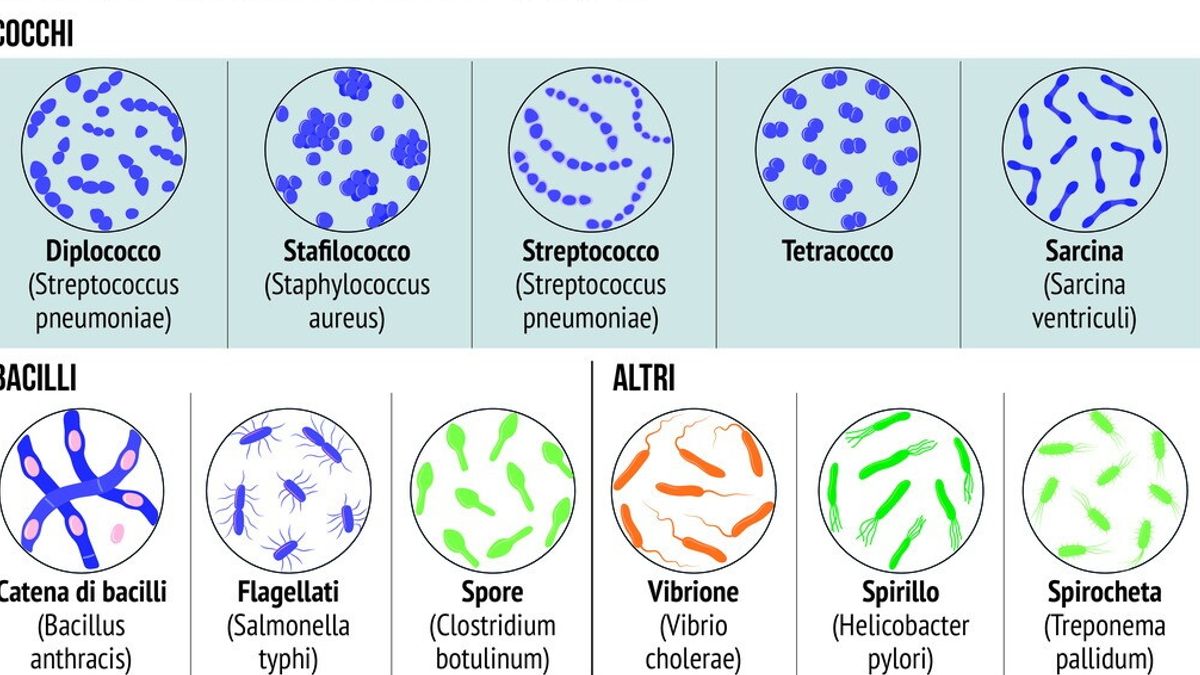 Streptococco © Withub