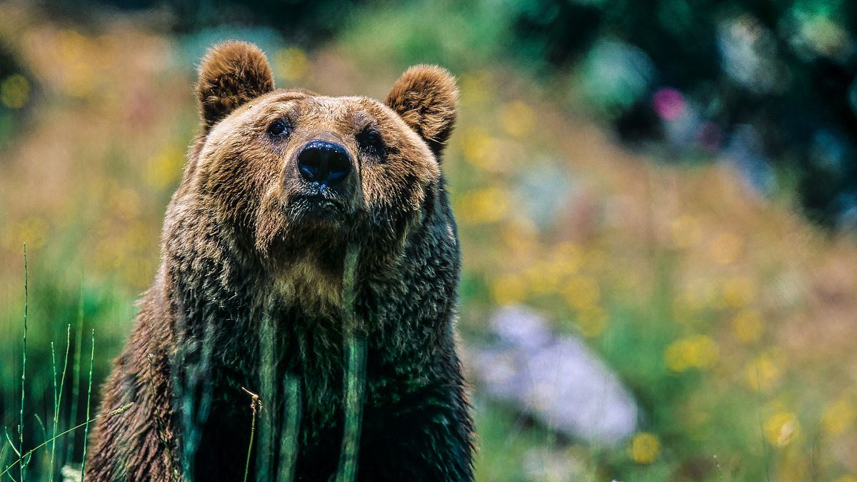  © Wwf