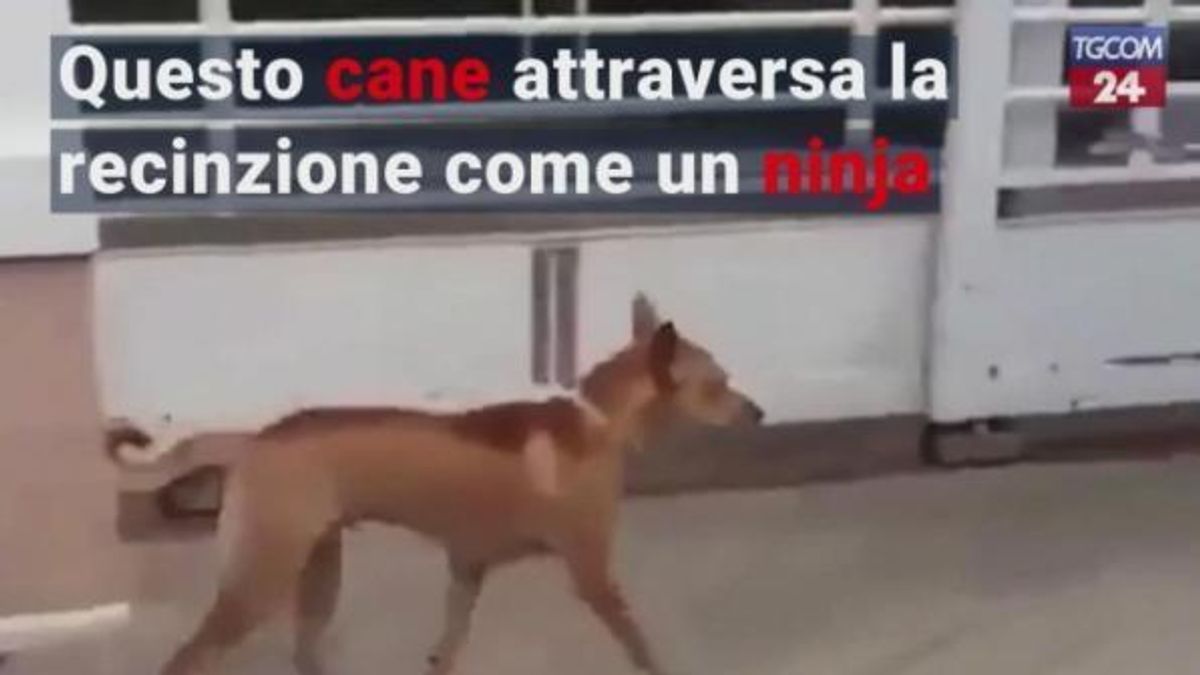  © da-video