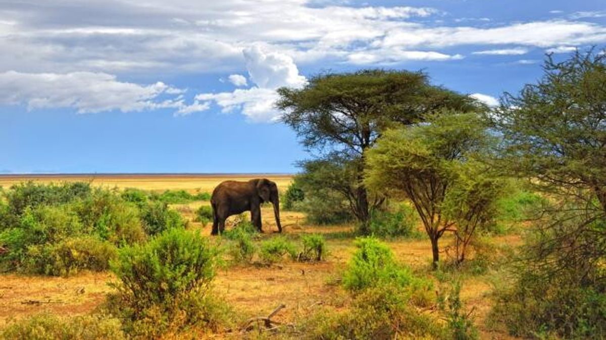 Manyara, in Tanzania, la terra degli elefanti © ufficio-stampa