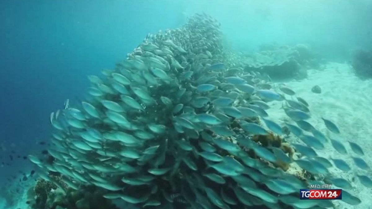 La grande barriera corallina recupera, ma resta la minaccia clima © Da video