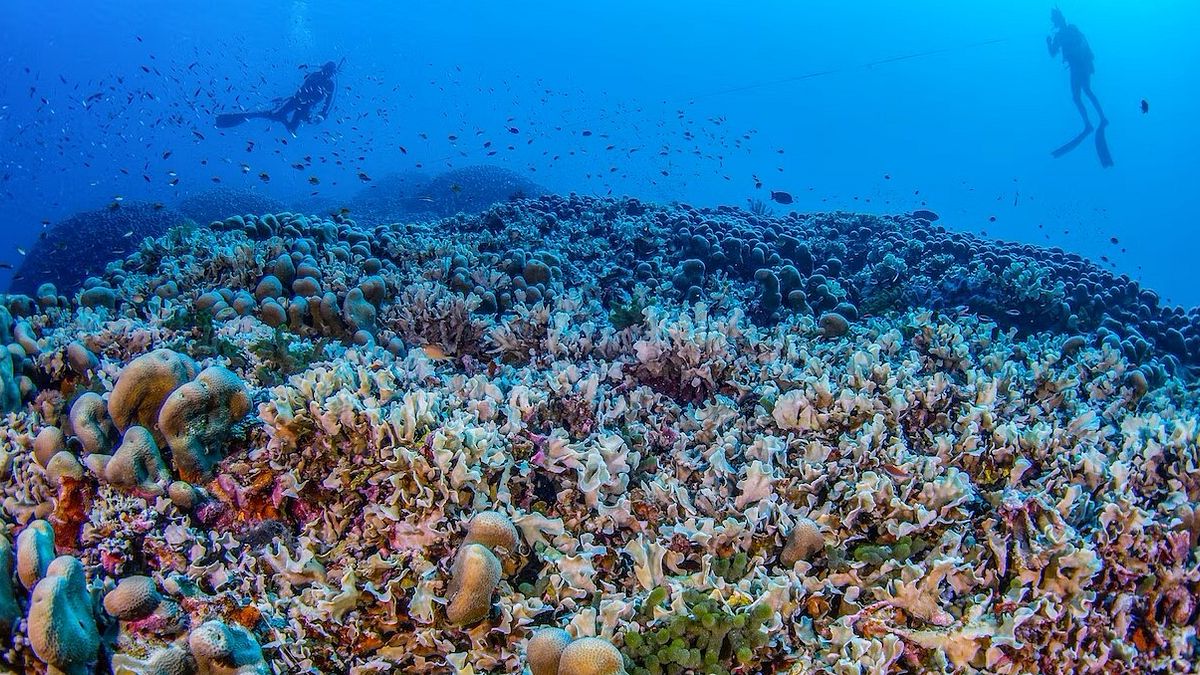  © Manu San Félix, National Geographic Pristine Seas 