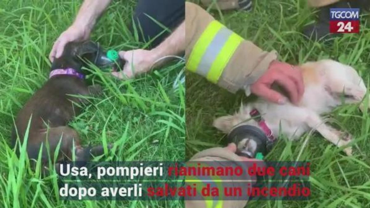  © da-video