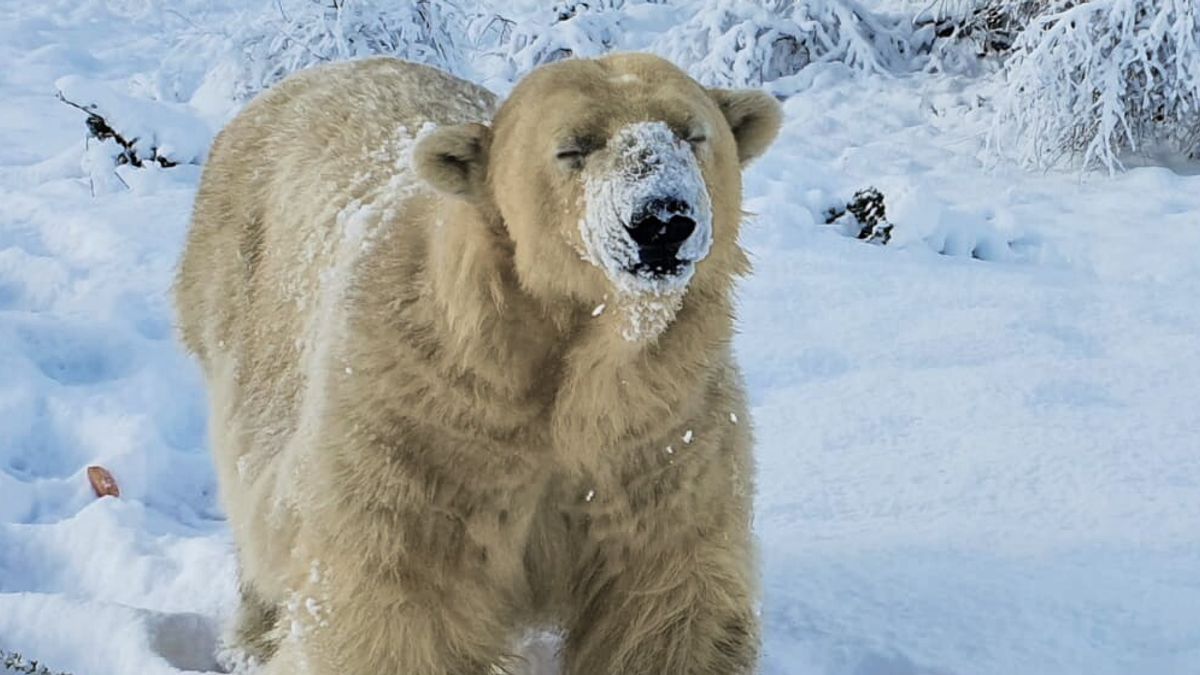  © Highland Wildlife Park