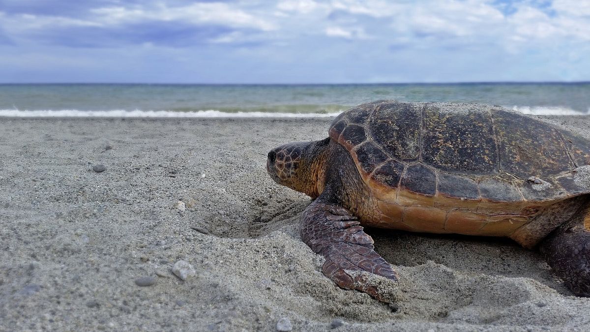  © Caretta Calabria Conservation