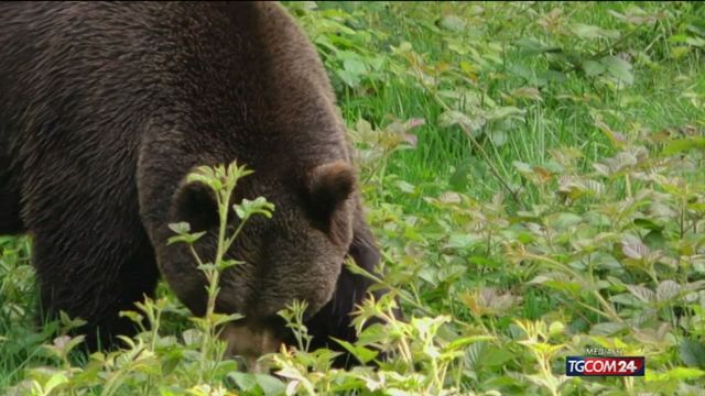 © Da video | Trento, aggrediti dall'orso